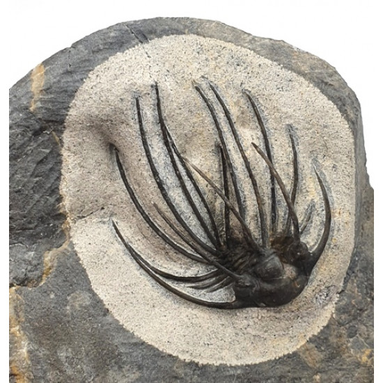 Heliopeltis johnsoni