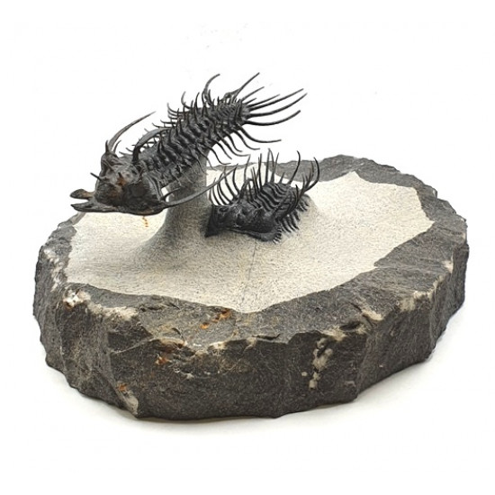 Quadrops flexuosus - koneprusia brutoni