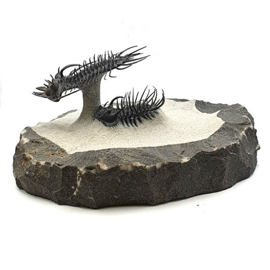 Quadrops flexuosus - koneprusia brutoni
