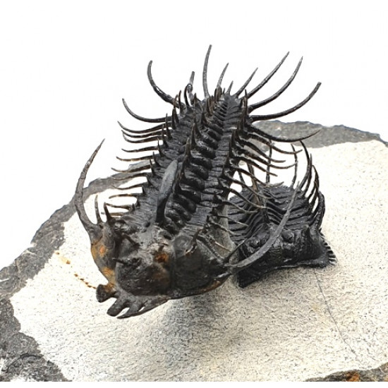 Quadrops flexuosus - koneprusia brutoni
