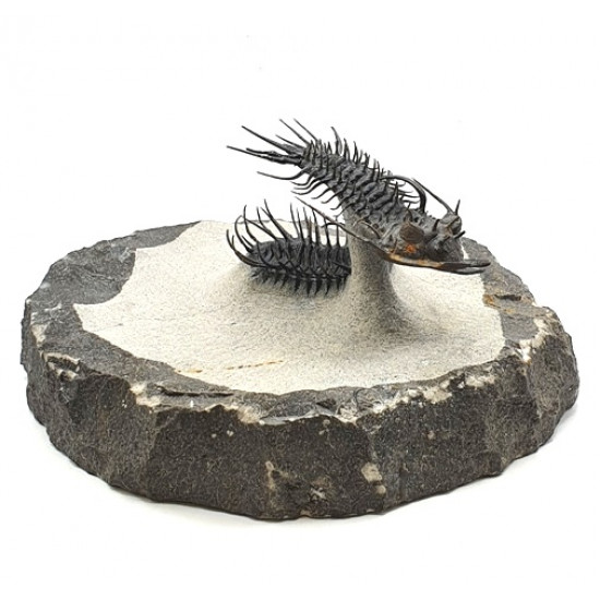 Quadrops flexuosus - koneprusia brutoni