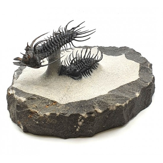 Quadrops flexuosus - koneprusia brutoni