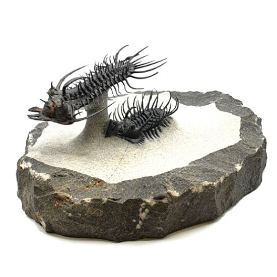 Quadrops flexuosus - koneprusia brutoni