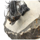 Quadrops flexuosus - koneprusia brutoni