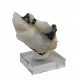 tourmaline verte sur quartz