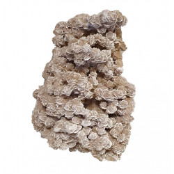 desert rose