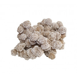 desert rose