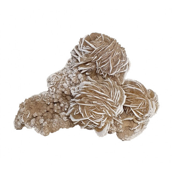 desert rose