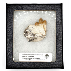 Hoplophoneus primaevus (saber cat)