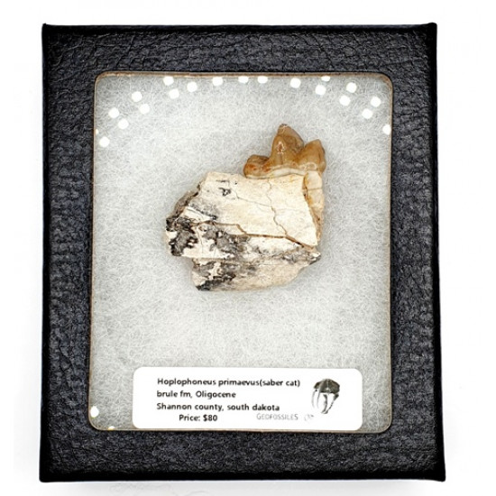 Hoplophoneus primaevus (saber cat)