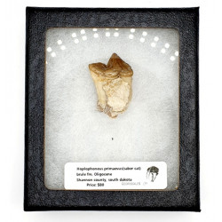 Hoplophoneus primaevus (saber cat)