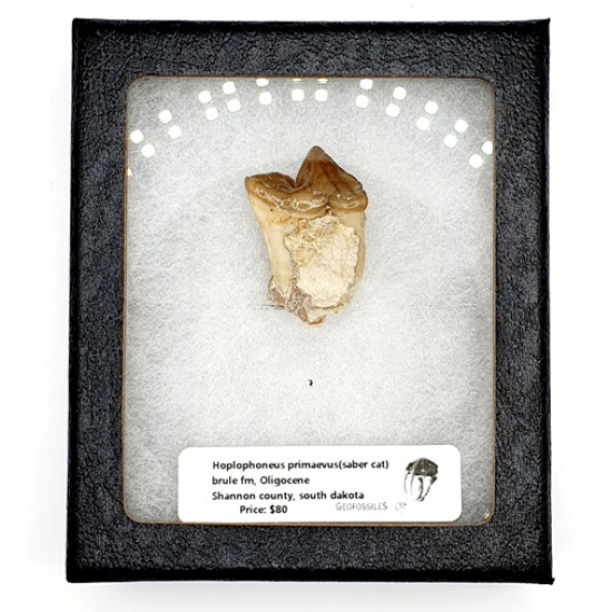 Hoplophoneus primaevus (saber cat)