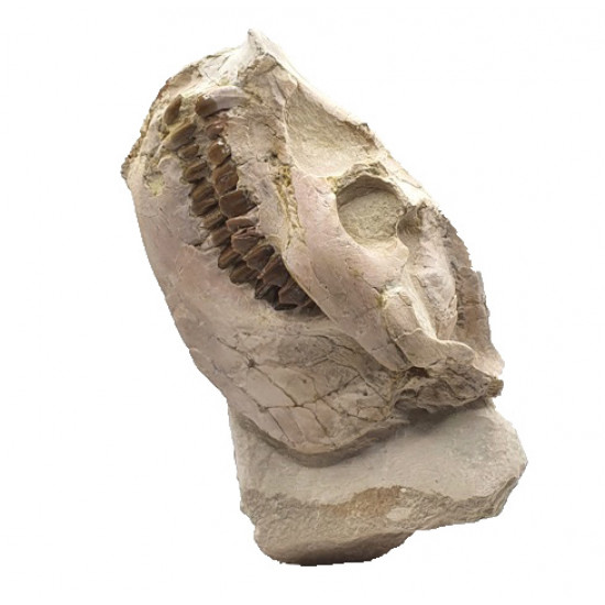 Leptauchenia decora (skull)
