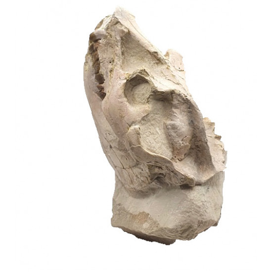 Leptauchenia decora (skull)