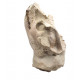 Leptauchenia decora (skull)