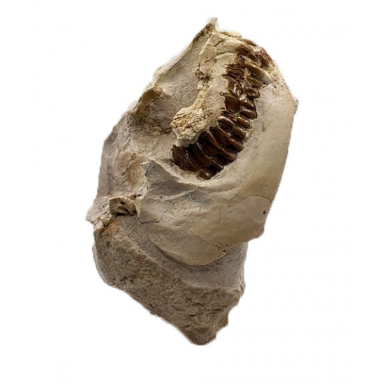 Leptauchenia decora (skull)