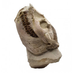 Leptauchenia decora (skull)