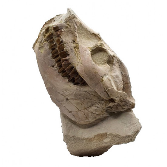 Leptauchenia decora (skull)