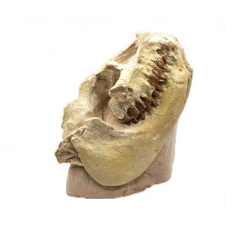 Leptauchenia decora (skull)