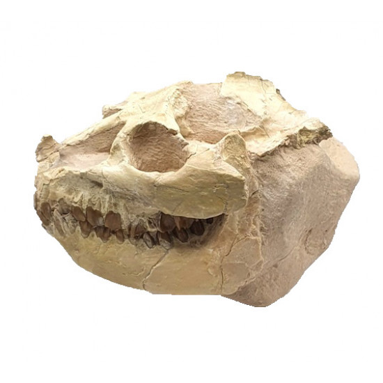 Leptauchenia decora (skull)