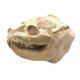Leptauchenia decora (skull)