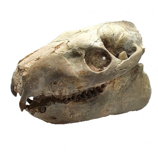 Merycoidodon culbertsoni (crane)