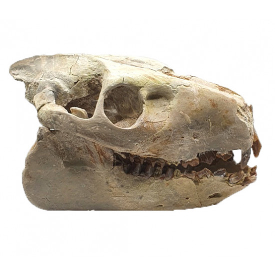 Merycoidodon culbertsoni (crane)