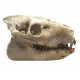 Merycoidodon culbertsoni (crane)