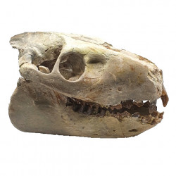 Merycoidodon culbertsoni (skull)