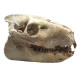 Merycoidodon culbertsoni (crane)