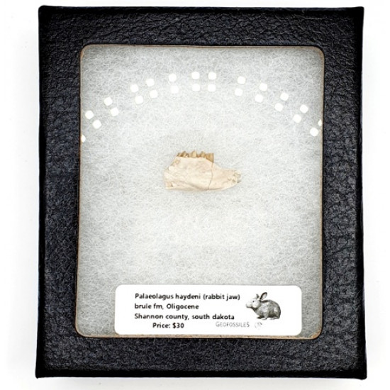Palaeolagus haydeni (rabbit jaw)
