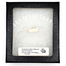 Palaeolagus haydeni (rabbit jaw)