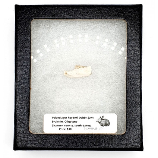 Palaeolagus haydeni (rabbit jaw)