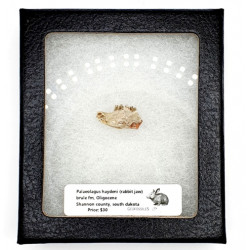 Palaeolagus haydeni (rabbit jaw)