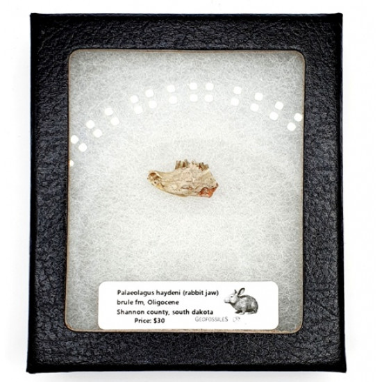 Palaeolagus haydeni (rabbit jaw)