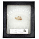 Palaeolagus haydeni (rabbit jaw)
