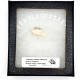 Palaeolagus haydeni (rabbit jaw)