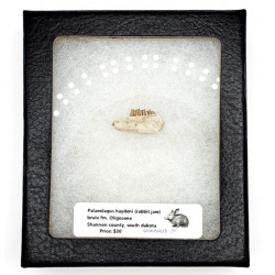 Palaeolagus haydeni (rabbit jaw)