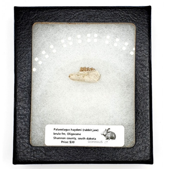 Palaeolagus haydeni (rabbit jaw)
