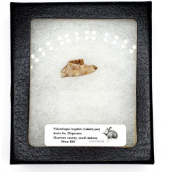 Palaeolagus haydeni (rabbit jaw)