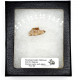 Palaeolagus haydeni (rabbit jaw)
