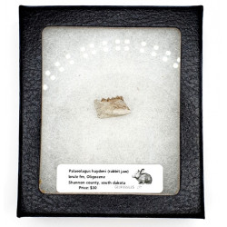Palaeolagus haydeni (rabbit jaw)