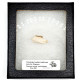Palaeolagus haydeni (rabbit jaw)