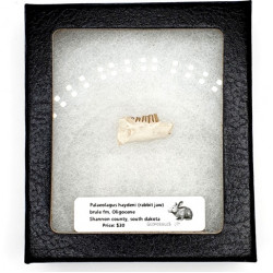 Palaeolagus haydeni (rabbit jaw)