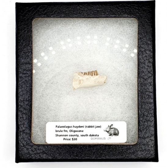Palaeolagus haydeni (rabbit jaw)