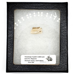 Palaeolagus haydeni (rabbit jaw)