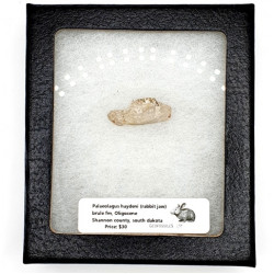 Palaeolagus haydeni (rabbit jaw)