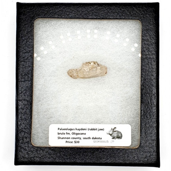 Palaeolagus haydeni (rabbit jaw)