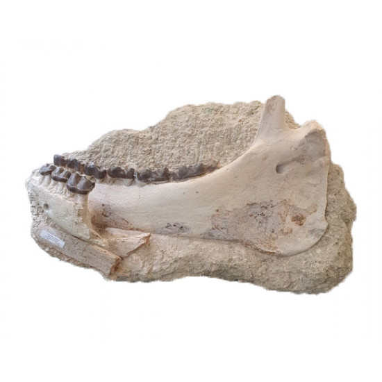 Bronthotherium megaceratops jaw