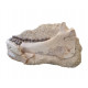 Bronthotherium megaceratops jaw